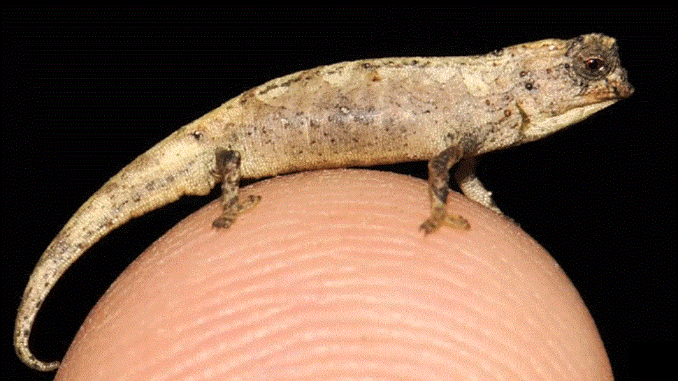 Vedci objavili nový druh chameleóna. Ide zrejme o najmenšieho plaza na svete