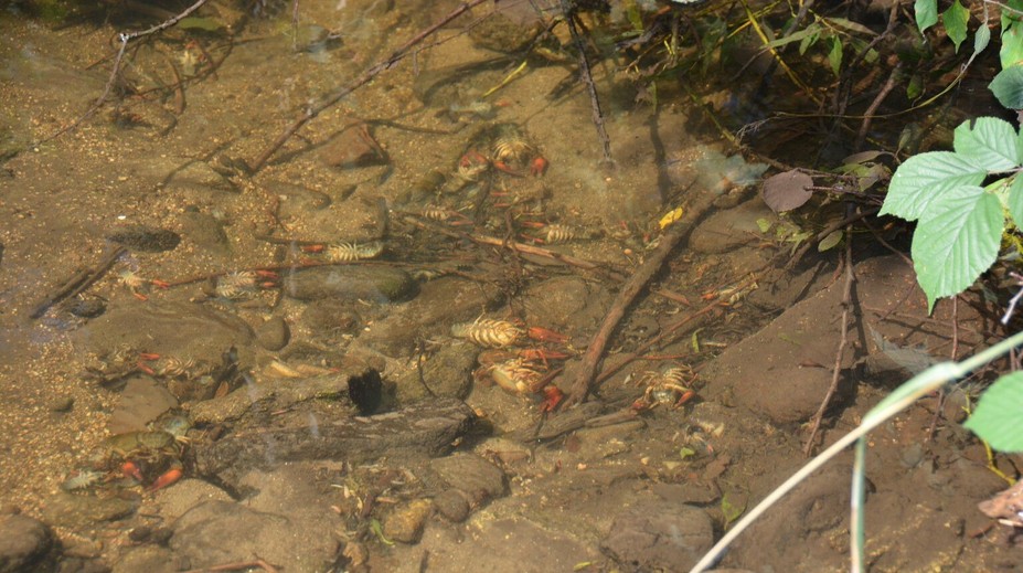 V potoku v Hriňovej uhynulo viac ako tisíc chránených rakov
