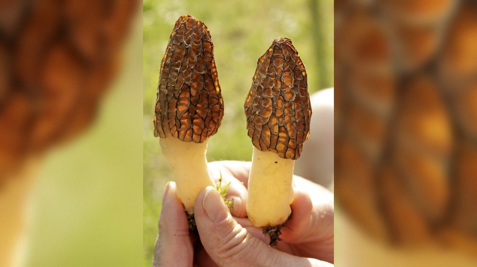 Mimoriadne nebezpečnú hubu si môžete ľahko pomýliť s obľúbeným smrčkom