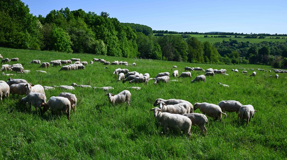 Slovensku sa podarilo zastaviť pokles počtu oviec. Potenciál je veľký, tvrdí minister pôdohospodárstva
