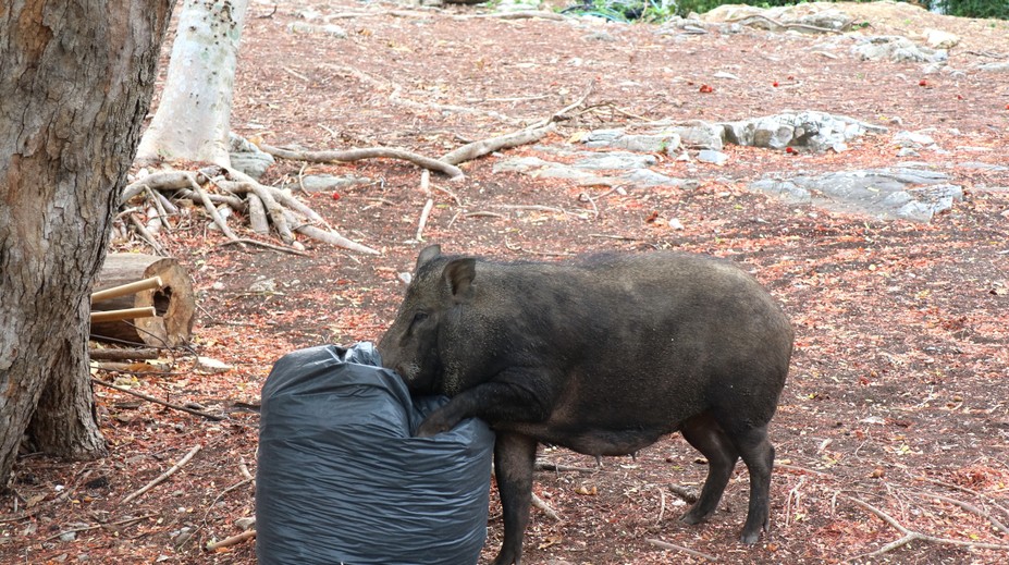 Diviaky v žilinskom lesoparku. So psom tam radšej vôbec nechoďte, upozorňujú poľovníci