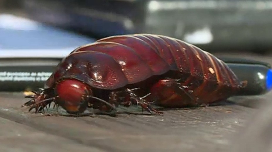 Takto vyzerá najväčší šváb na svete! Vypiplal si ho chovateľ z Česka