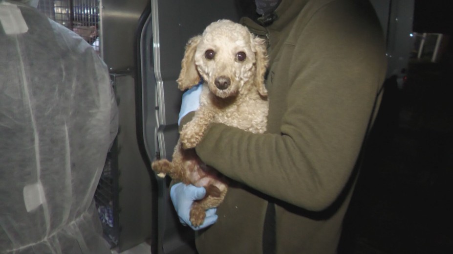 Chovateľovi zhabali vyše 300 psov. Už v minulosti mu odobrali stovky zvierat, mal s nimi obchodovať