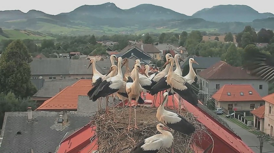 Bociany sa lúčia so Slovenskom. Niektoré však africký piesok menia za sneh