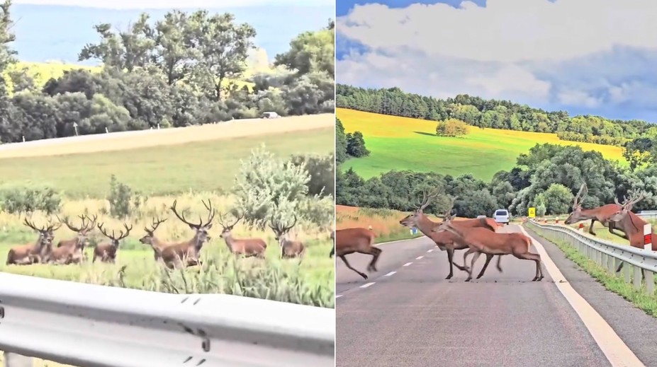 VIDEO: Vodič na východe Slovenska zostal v nemom úžase. Cestu mu skrížilo stádo jeleňov