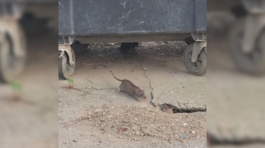V Petržalke evidujú zvýšený počet potkanov. Neplechu robia aj na autách