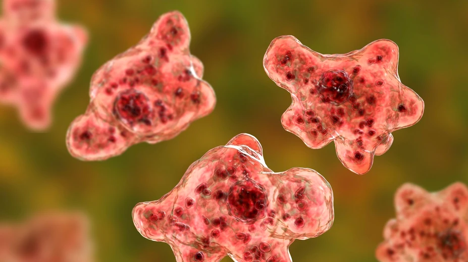 Vo vode z kúpaliska v Štúrove nenašli mozgožravú amébu Naegleria fowleri