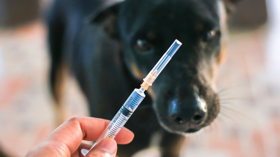 Stačilo jedno škrabnutie od túlavého psa. Po dovolenke prišla smrteľná diagnóza