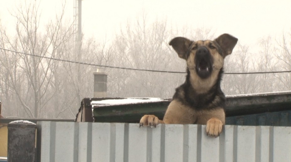 Oslavy nového roka sú pre zvieratá hotovým utrpením. Mnohé ušli z domu!