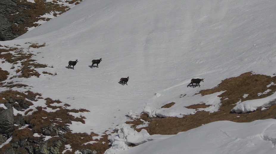 Osem hodín v teréne, tisíc výškových metrov. Boli sme sa pozrieť, ako prebieha sčítanie kamzíkov