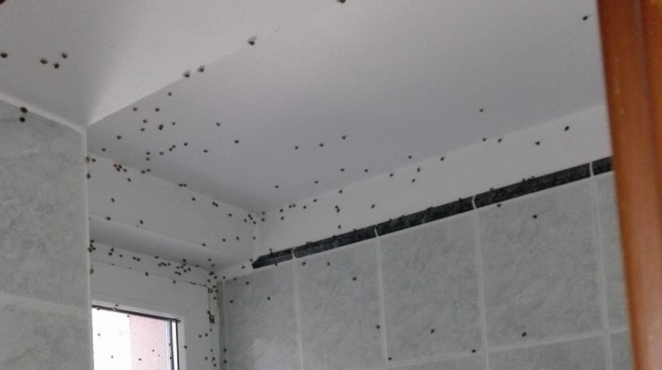 Invázia lienok z Ázie. Už dorazili aj k našim susedom