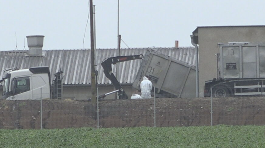 V chove, kde sa potvrdil africký mor ošípaných, je takmer 20-tisíc zvierat. Začali s ich utrácaním