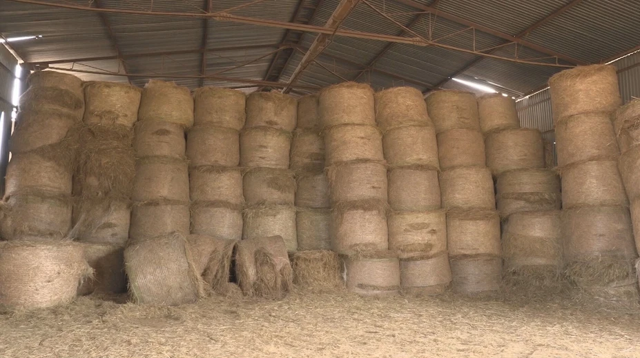 Farmári nemajú dosť krmiva na zimu. Chcú predať viac ako 10-tisíc zvierat