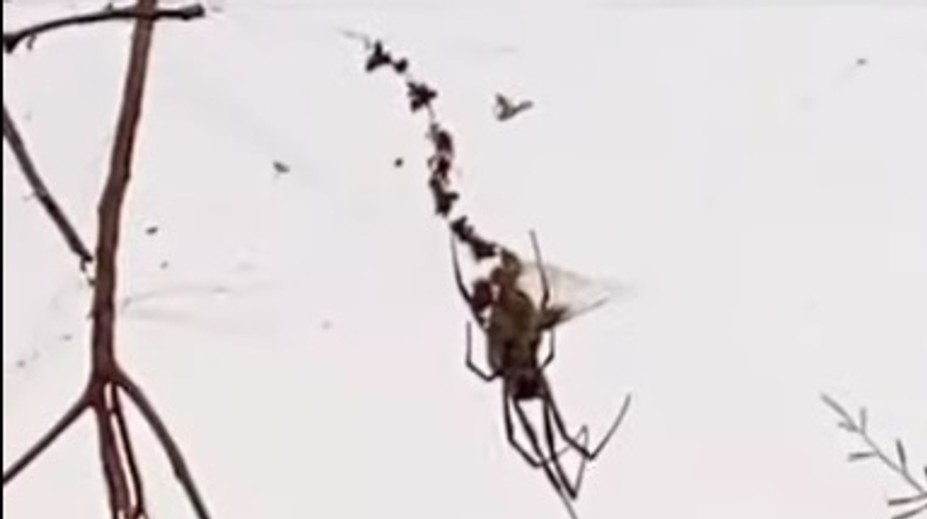 VIDEO: Pavúk veľký ako čivava sa vznášal nad cestou