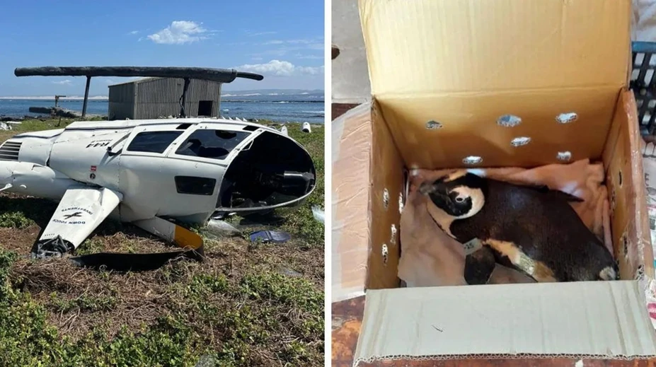 Tučniak zapríčinil pád helikoptéry v Južnej Afrike. Vypadol zo škatule a na palube sa dialo niečo nevídané