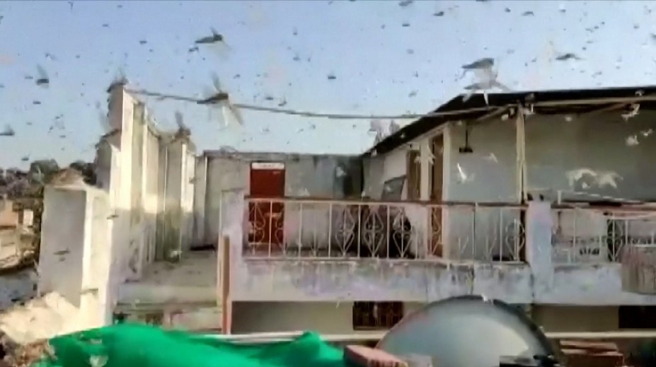 VIDEO: Indiu pustoší invázia kobyliek. Do krajiny prišli v obrovských počtoch