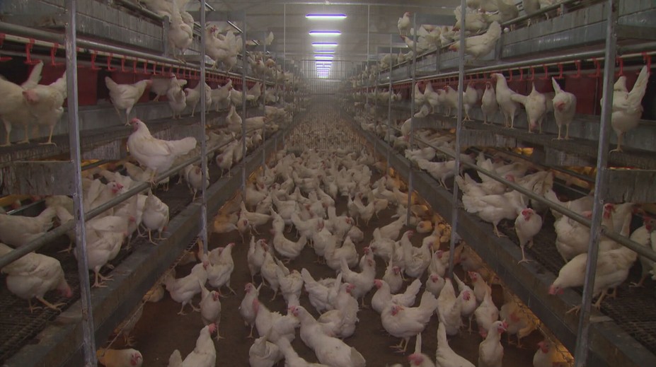 Európu strašia nebezpečné nákazy zvierat. Ochoreli už aj domáci miláčikovia