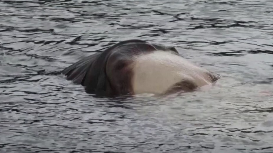 VIDEO: V Bilbau pláva hlava topiaceho sa dievčaťa, ľudia sú znepokojení