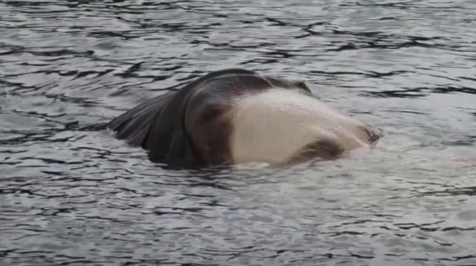 VIDEO: V Bilbau pláva hlava topiaceho sa dievčaťa, ľudia sú znepokojení