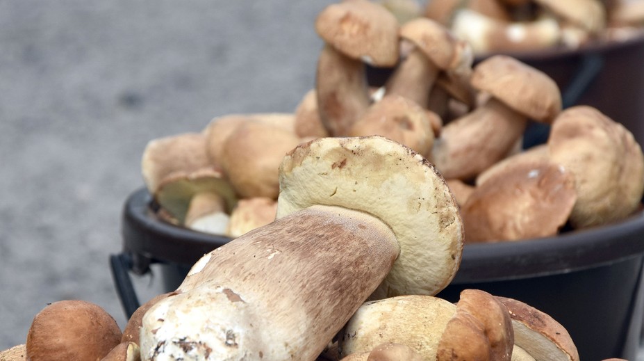 FOTO: Dubáky rastú ako divé, predávajú ich aj popri cestách