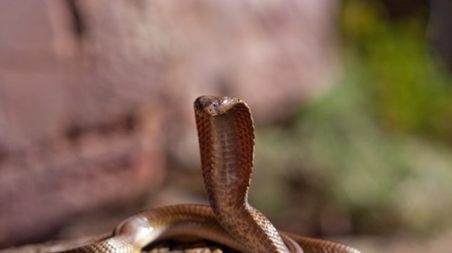 Američan si takmer 20 rokov podával hadí jed. Vedci z jeho krvi vyvíjajú univerzálnu protilátku