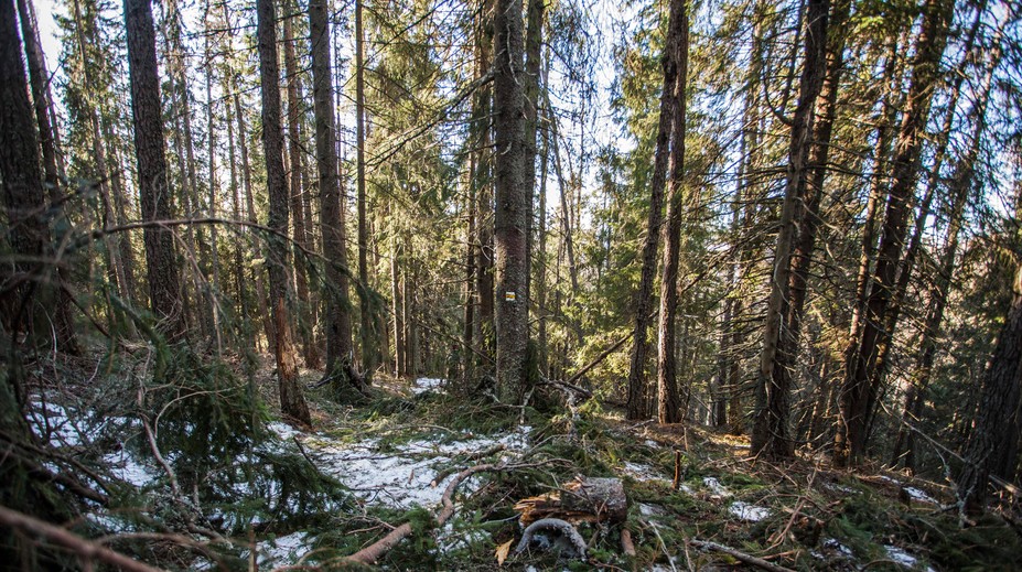 Lesoochranár Juraj Lukáč v našom rozhovore naštval lesníkov, tí tvrdia, že klame