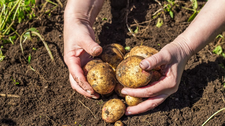 Takéto drahé zemiaky sme ešte nemali! Za všetko môže vlaňajšie sucho