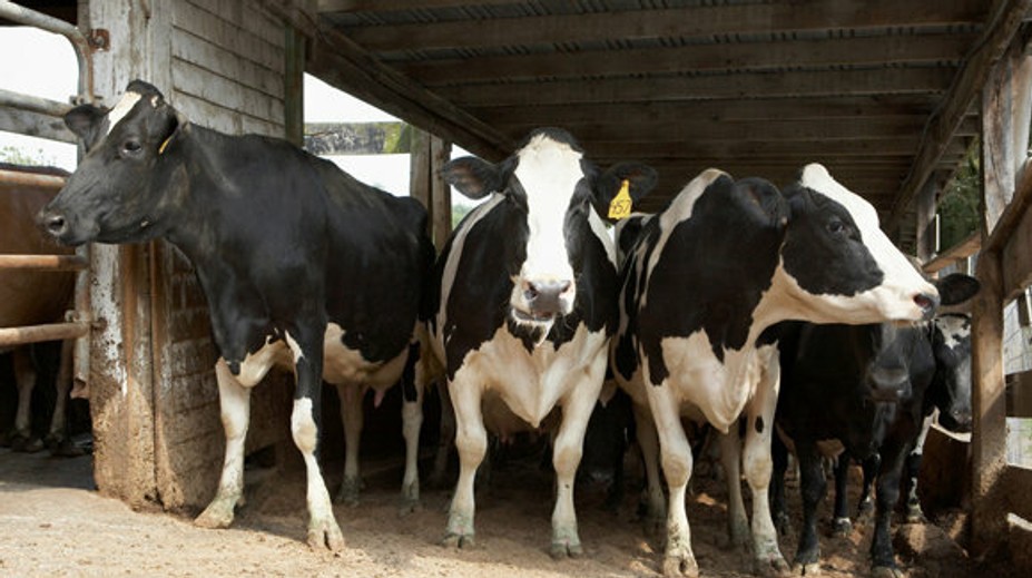 V Poľsku sa objavila atypická forma choroby šialených kráv