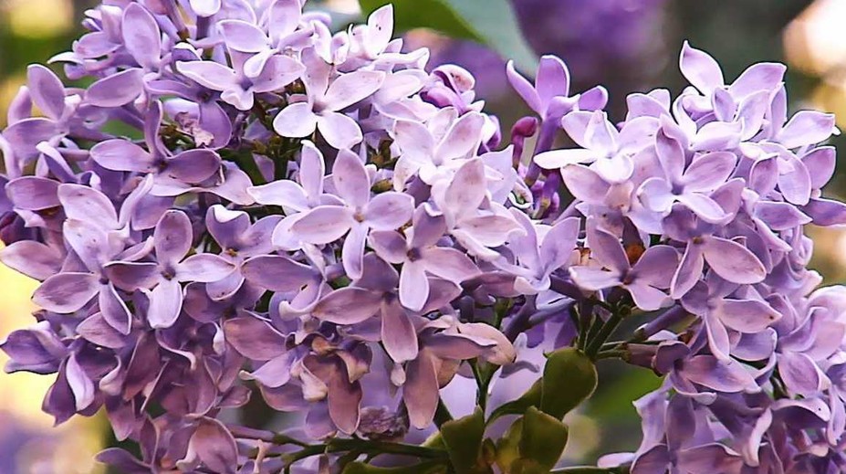 Príroda sa opäť pomýlila. Na západe Slovenska rozkvitol jarný orgován