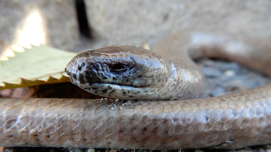 V Česku opäť pátrajú po hadovi. Tentoraz v supermarkete