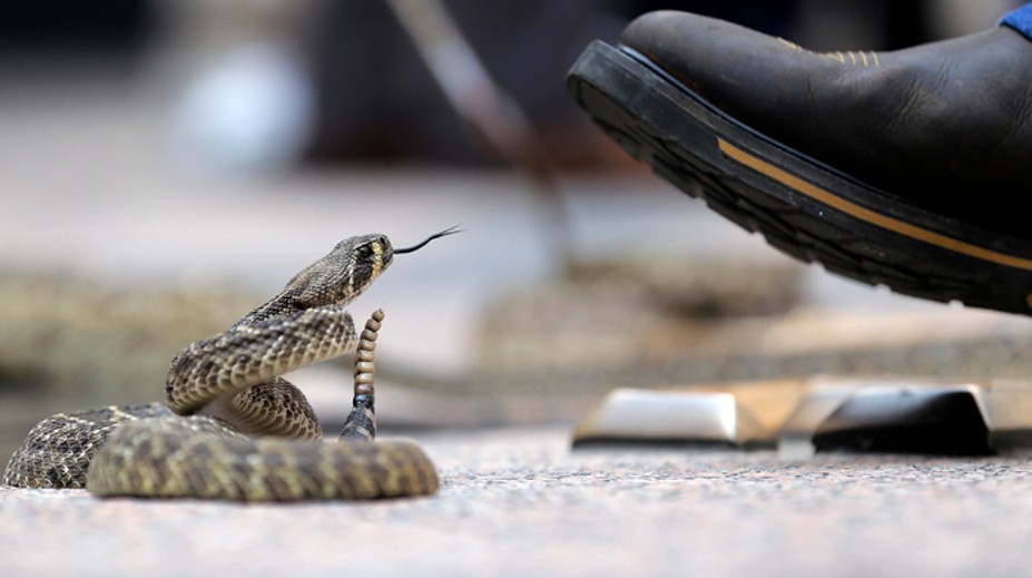 Nezvyčajný nález na letisku v Bombaji: Zadržali muža, ktorý v kufri pašoval desiatky jedovatých hadov
