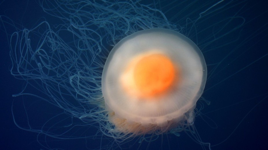 FOTO: Turisti na Malorke spozorovali v mori záhadného živočícha. Pripomína smažené vajíčko