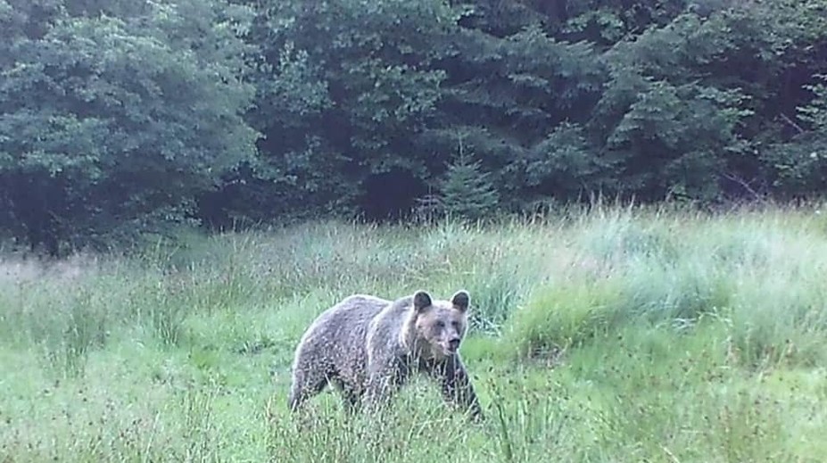Muž stretol pod Vratkou skalou medveďa. Zviera sa rozbehlo oproti nemu, pri úteku sa zranil