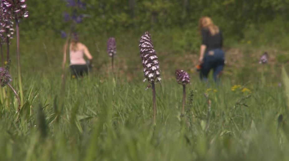Takýto poklad máme na Slovensku. Ukážeme vám unikátne miesto, kde rastú divé orchidey