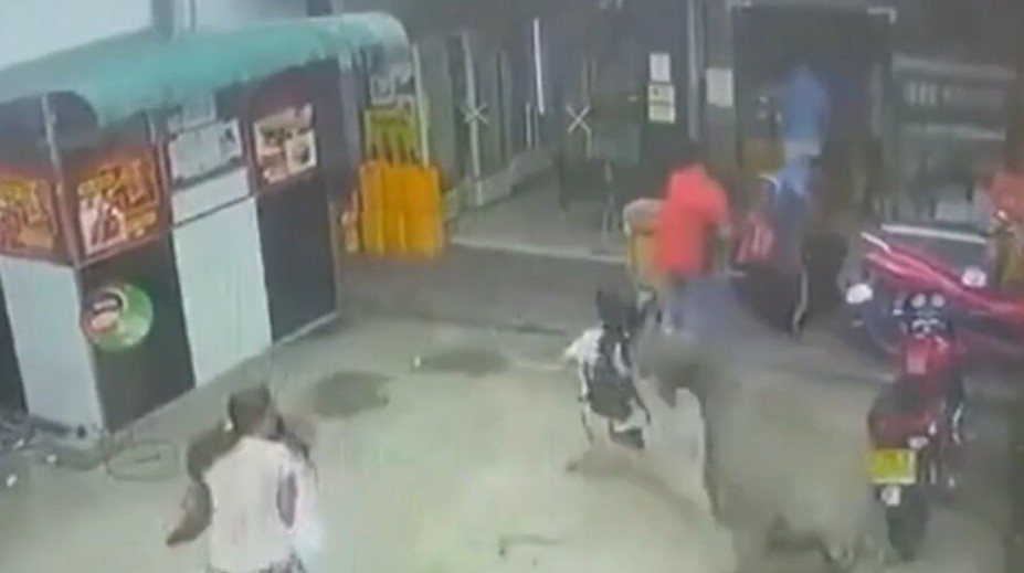 VIDEO: Hrozivý útok zachytený na kameru. Agresívna krava pred školou napadla žiačku