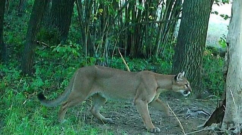 Pri hraniciach s Českom sa pohybuje puma. Šelmu zaznamenali fotopasce