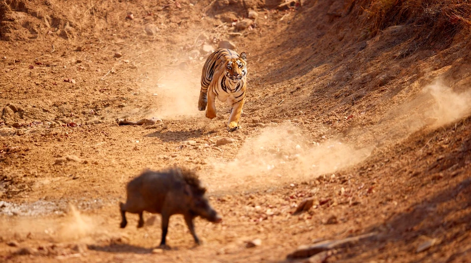 VIDEO: Tiger s diviakom skončili v dedinskej studni. Naháňačka mala nečakaný koniec