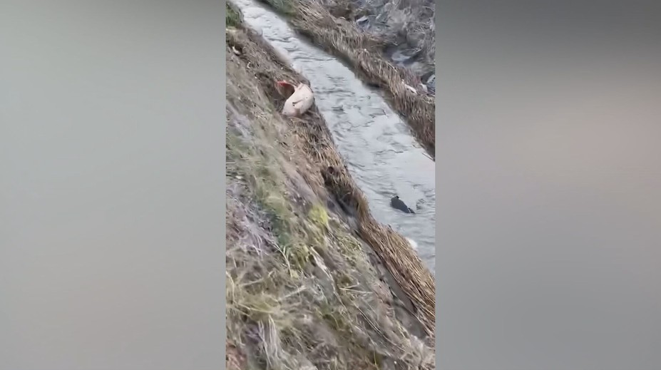 Vypúšťanie rybníka sa vymklo spod kontroly. Uhynuli stovky rýb, miestni žiadajú vysvetlenie