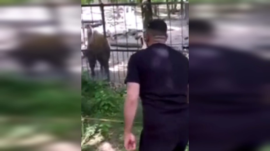 Otrasné video zo zoo: Muž napadol vzácne zviera. Na sociálnych sieťach to vyvolalo búrku