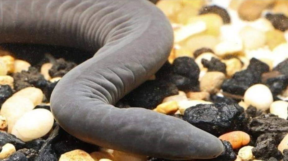 Na Floride sa zabýval nový invazívny druh. Ide o pomerne kuriózneho tvora