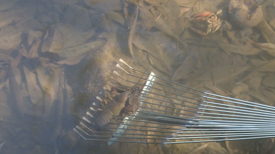 Záhada alebo nedbanlivosť? Severovýchod Slovenska postihlo náhle uhynutie rakov