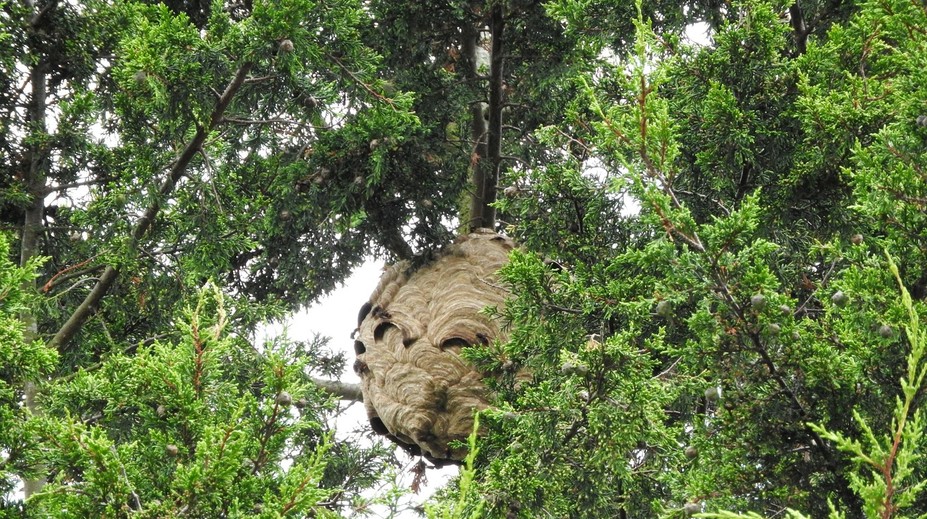 Dobrodružstvo na obľúbenej atrakcii sa skončilo tragédiou. Otca so synom zabil roj obrovských sršňov