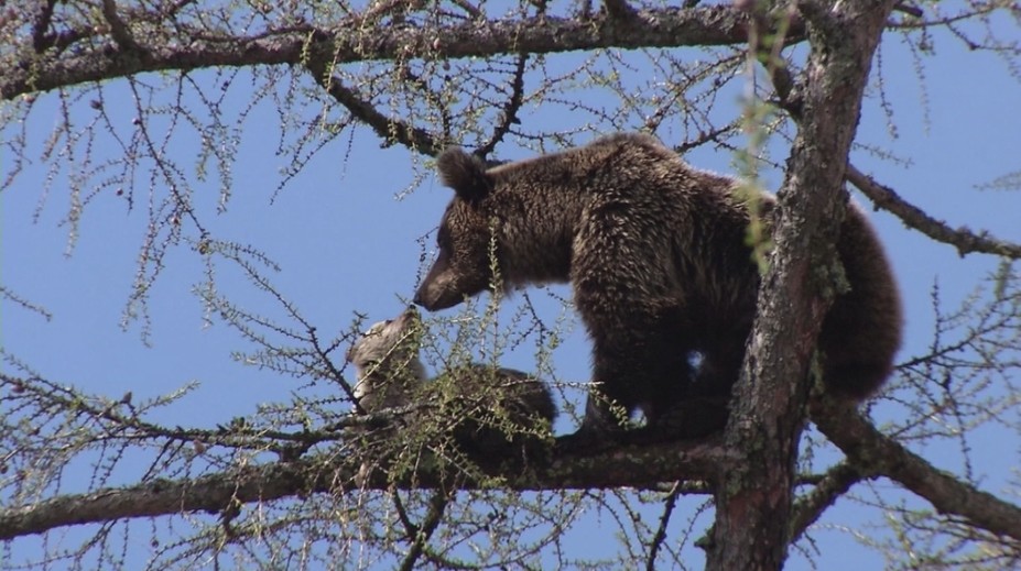 Ďalšia medvedica sa priblížila k ľuďom. Videli ju aj s mláďatami pri obci Abrahám
