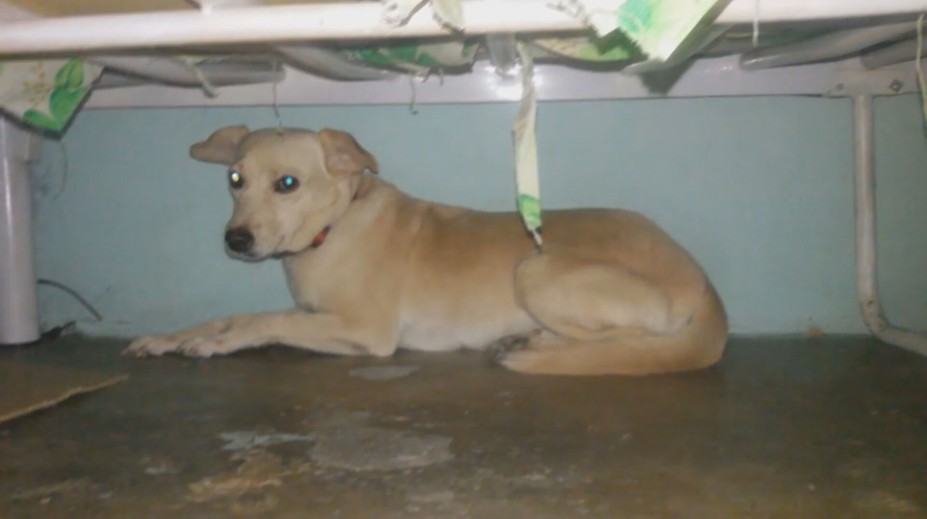 Ako pomôcť domácim miláčikom na Silvestra? Veterinár má pre majiteľov dôležité rady