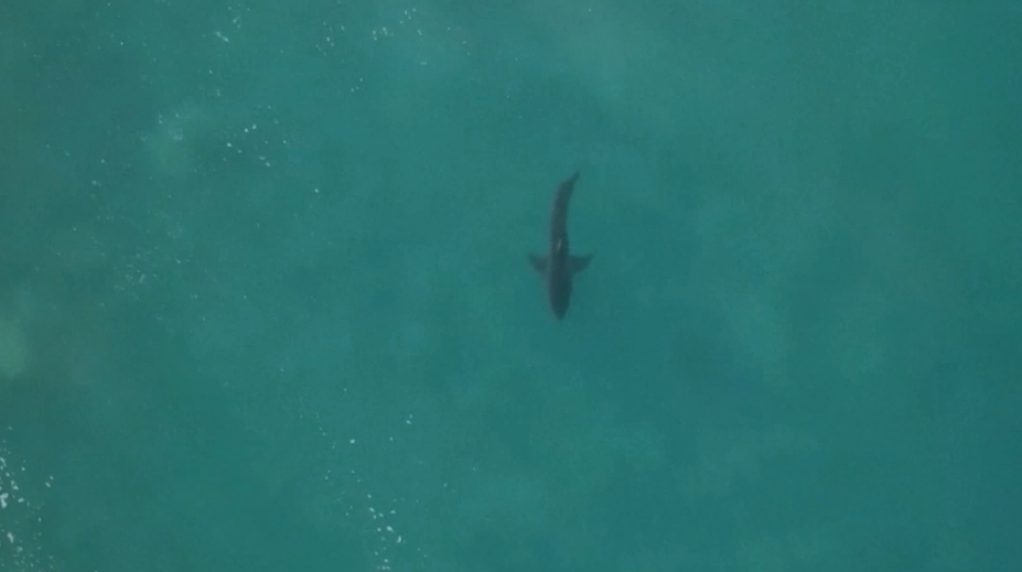 Nepríjemná náhoda: Surfér pre dvoma rokmi "zbil" žraloka, teraz si ho opäť našiel