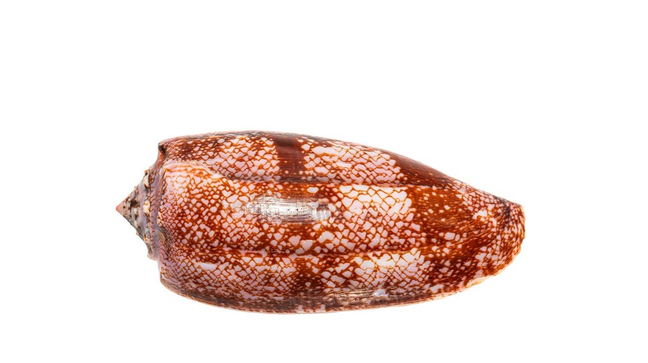 Pavel našiel na pláži v Egypte prekrásnu mušľu. Keď zistil, čo to je, zostal v úplnom šoku