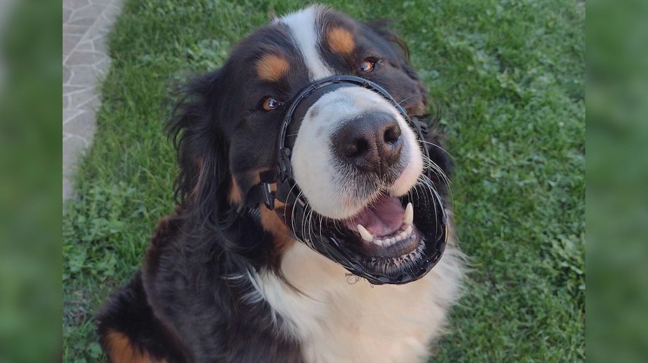 Riešenie pre psy, ktoré veľa slintajú. Tínedžer Timotej zostavil špeciálnu masku