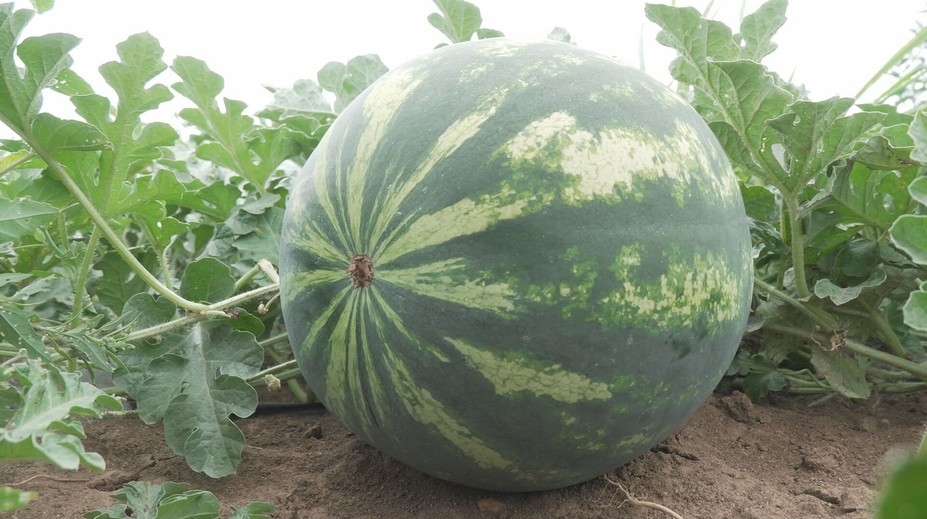 Mysleli ste si, že horúčavy melónom pomáhajú? Farmári vysvetľujú, prečo je to naopak