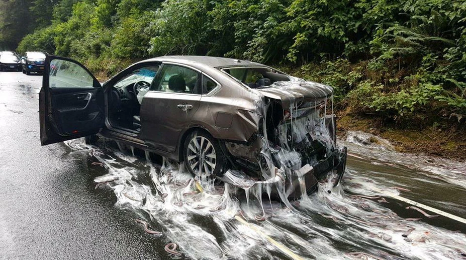 Potoky slizu: Po tejto nehode budú ešte veľmi dlho upratovať