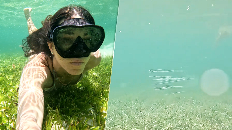 VIDEO: Plávala na opustenej pláži. Zrazu sa ocitla medzi jednými z najjedovatejších medúz na svete